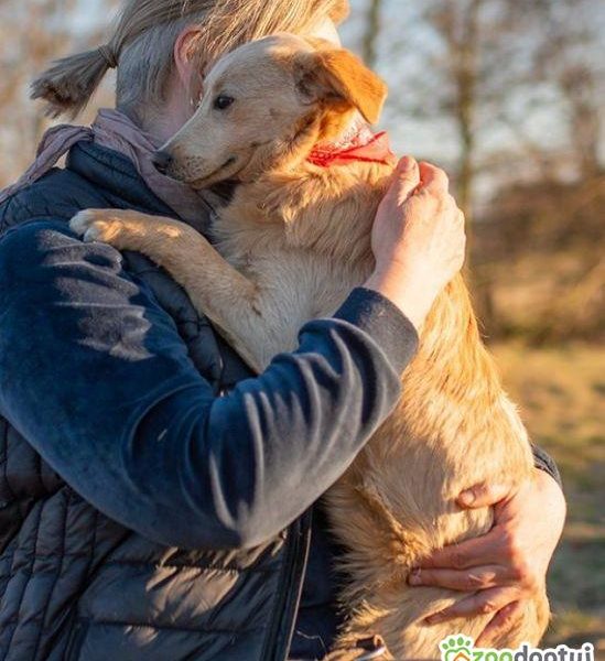 BAMBI - piękny, młody, delikatny psiak do adopcji