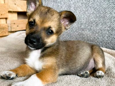 AFI - cudowna szczeniaczka do adopcji