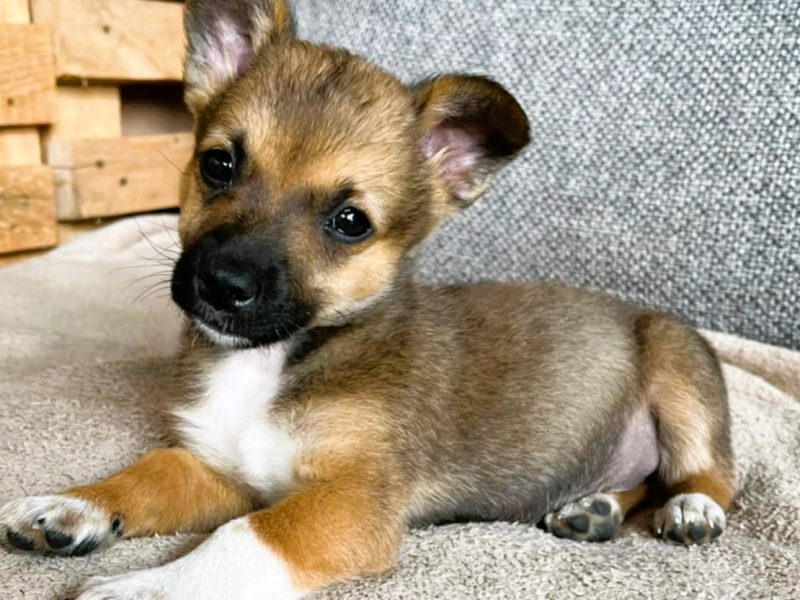 AFI - cudowna szczeniaczka do adopcji