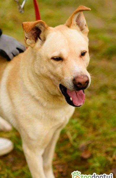 ALEX - kochany psiak, porzucony na jesień życia, ADOPTUJ