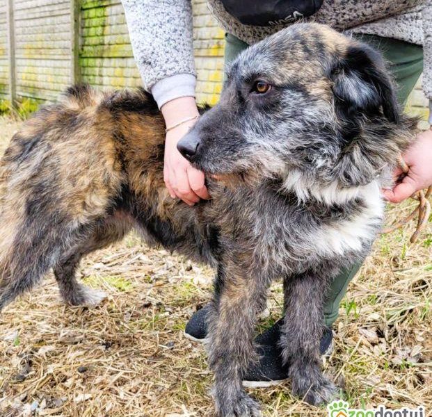 SZAFRAN - cudowny psiak w typie wyżła do adopcji
