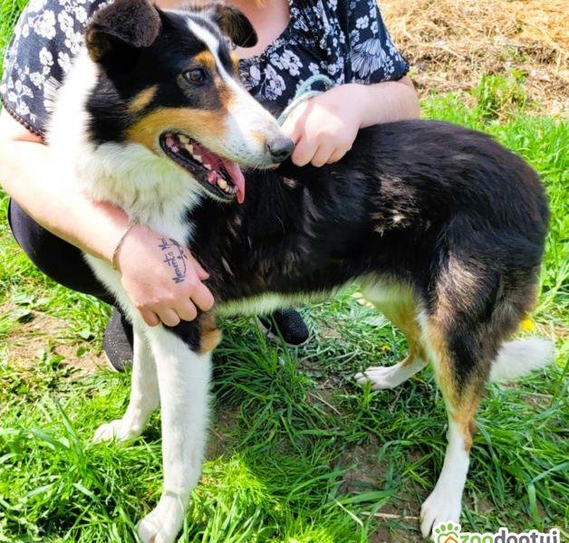 BOGUŚ - kochany psiak w typie szkocki collie szuka domu