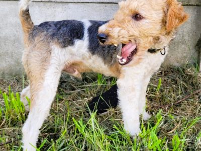 PAGO - foxterrier szorstkowłosy szuka domu