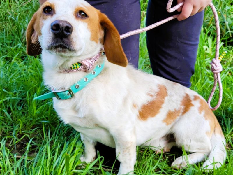BINGO - piękny, wrażliwy mix basseta z beaglem szuka domu