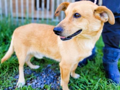 ZAJĄCZEK - cudowny psiak o świetnym charakterze, ADOPTUJ