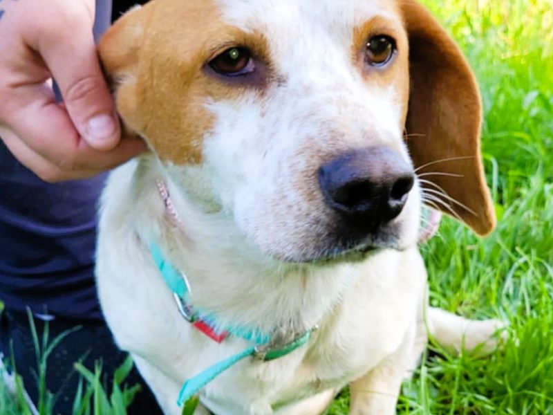 BINGO - piękny, wrażliwy mix basseta z beaglem szuka domu