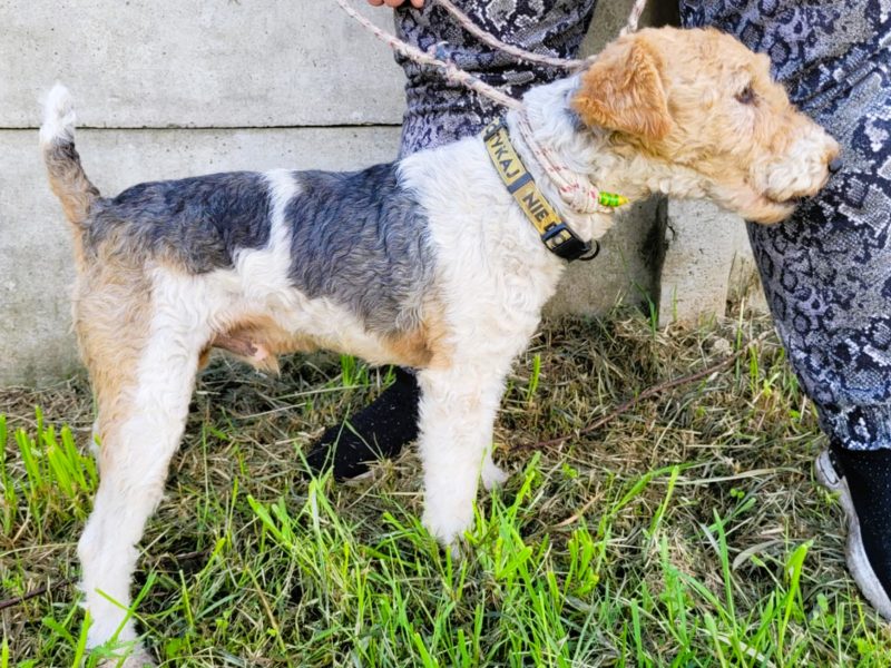 PAGO - foxterrier szorstkowłosy szuka domu