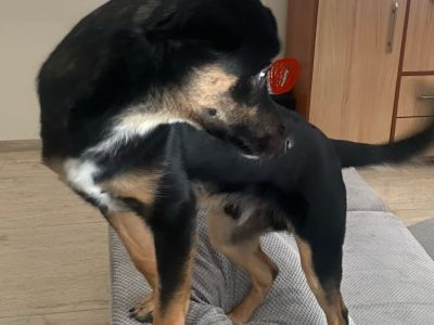 Młody pies Felek szuka domu