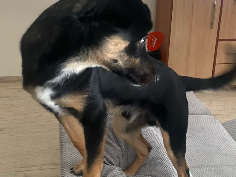 Młody pies Felek szuka domu