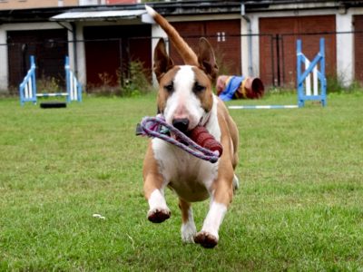 Pies do adopcji Piękna Bulterierka 9 lat bardzo grzeczna Wrocław