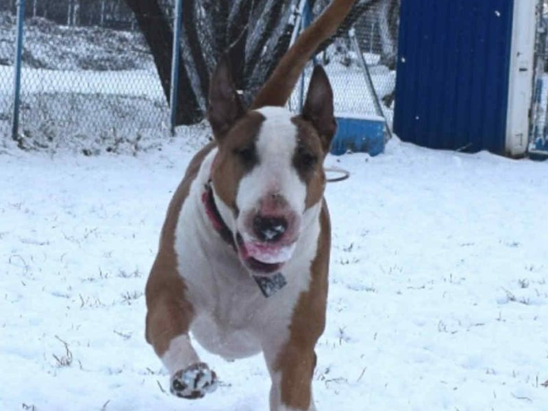 Pies do adopcji Piękna Bulterierka 9 lat bardzo grzeczna Wrocław