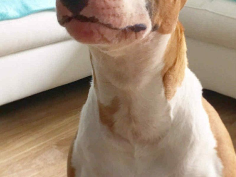 Pies do adopcji Piękna Bulterierka 9 lat bardzo grzeczna Wrocław