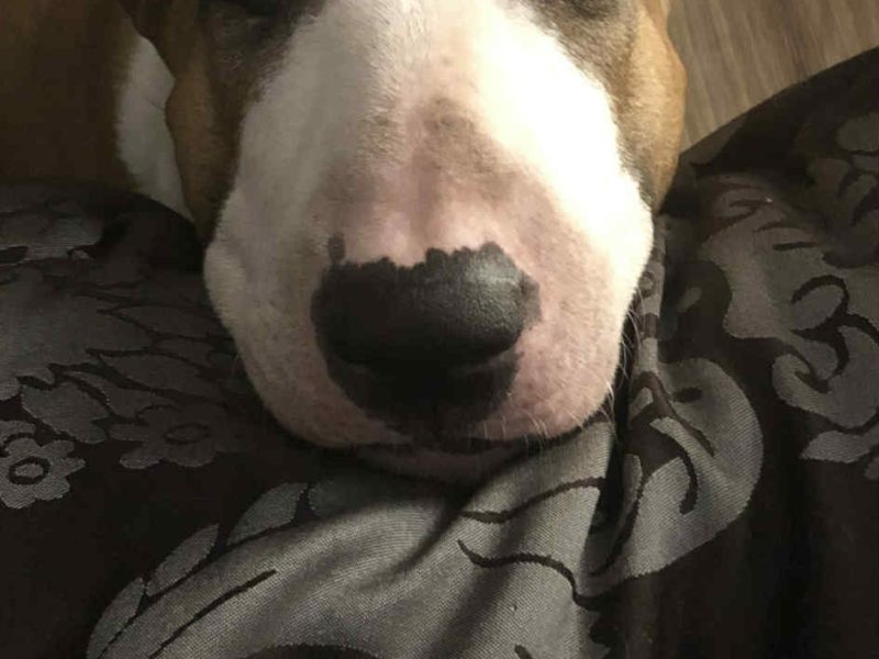 Pies do adopcji Piękna Bulterierka 9 lat bardzo grzeczna Wrocław
