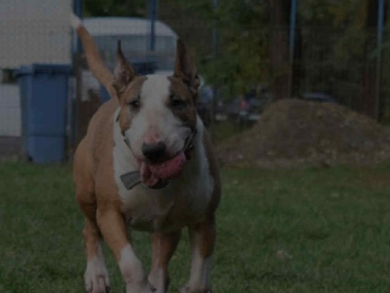 Pies do adopcji Piękna Bulterierka 9 lat bardzo grzeczna Wrocław