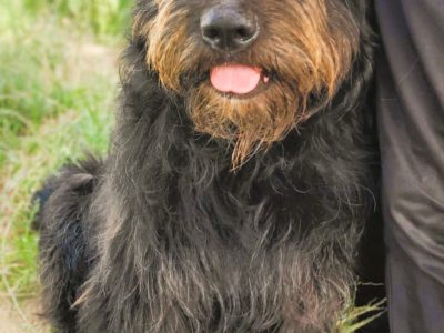 BRYTAN - 2 letni psiak w typie sznaucera szuka domu