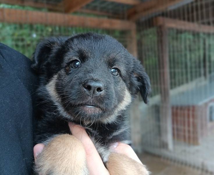 Sali - 8 tygodniowa, wesoła sunia SZCZENIAK adopcja