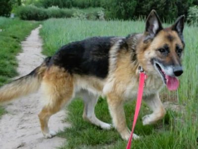 LULU - kochana sunia w typie owczarka za kratami, URATUJ!