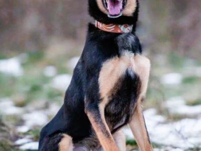 FIGARO aktywny, wesoły psiak szuka domu