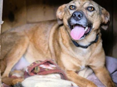 MILUSIA - zwykła sunia o niezwykłym charakterze, ADOPTUJ!