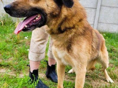 KUBUŚ - zaniedbany, kochany pro ludzki psiak do adopcji