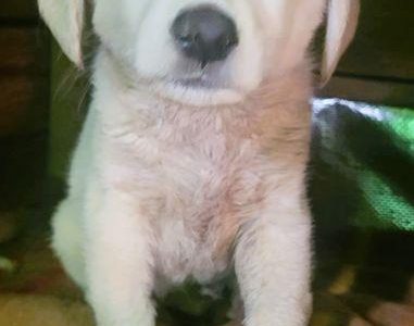 API - mały szczeniak w typie labradora szuka domu