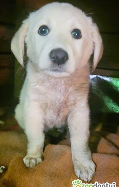 API - mały szczeniak w typie labradora szuka domu