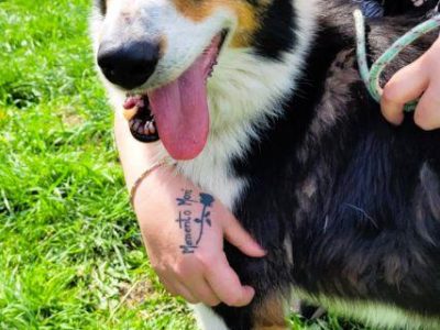 BOGUŚ - kochany psiak w typie szkocki collie szuka domu