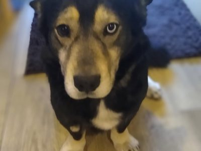Minihusky, miastowy, wychowany CORGI mix