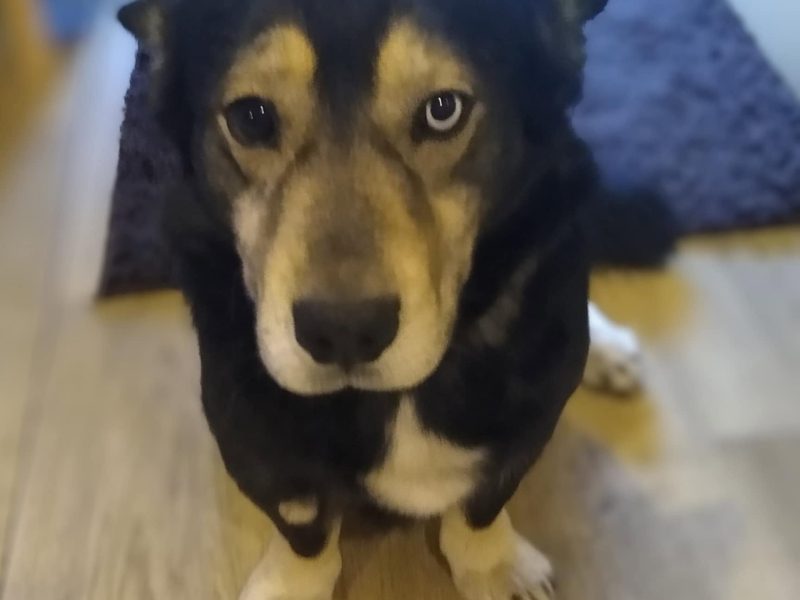 Minihusky, miastowy, wychowany CORGI mix