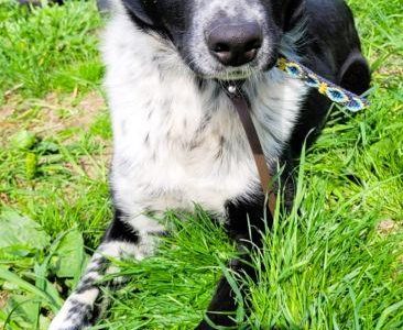 FELIKS - super psiak w typie border collie do adopcji