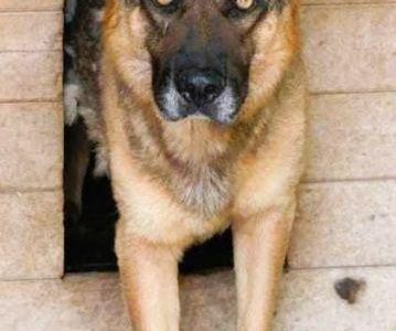 RASTI - cudowny owczarek porzucony za kratami, ADOPTUJ