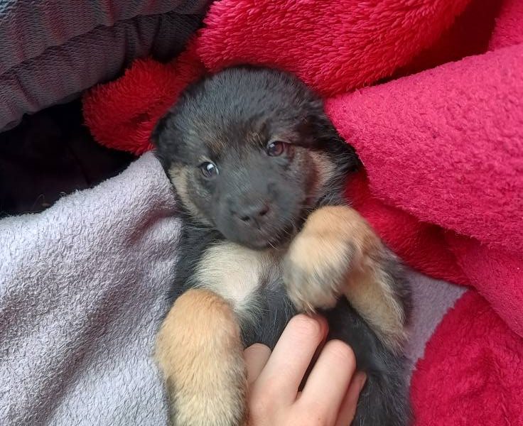 Sali - 8 tygodniowa, wesoła sunia SZCZENIAK adopcja