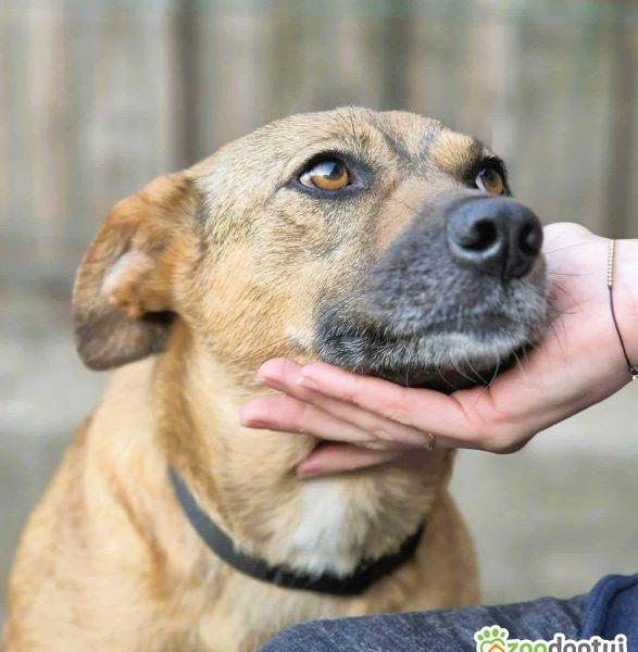 MILUSIA - zwykła sunia o niezwykłym charakterze, ADOPTUJ!