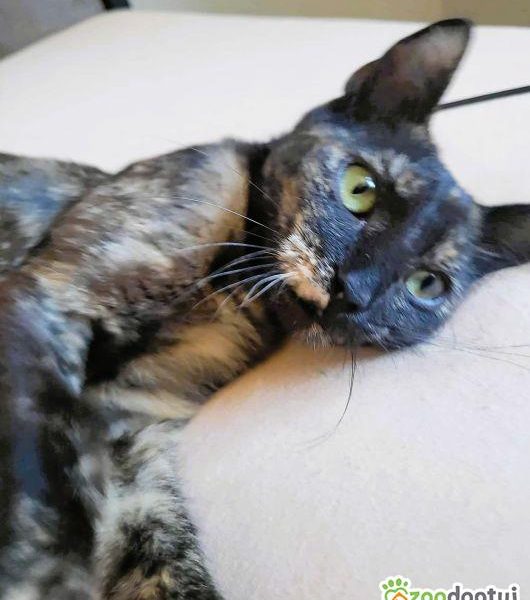 PLAMKA - piękna, szylkretowa koteczka do adopcji