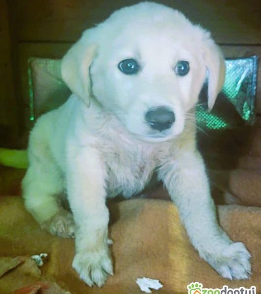 API - mały szczeniak w typie labradora szuka domu