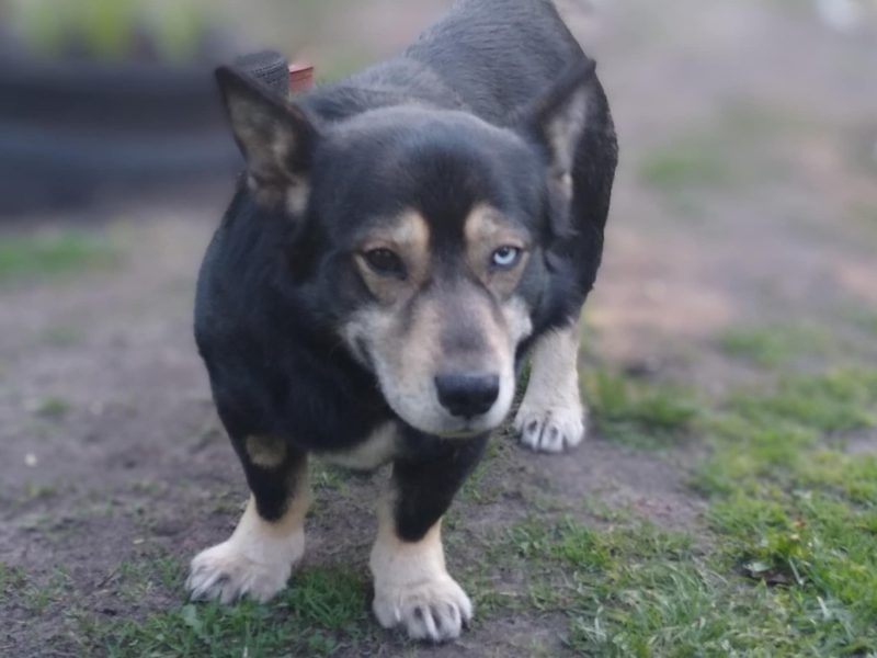 Minihusky, miastowy, wychowany CORGI mix