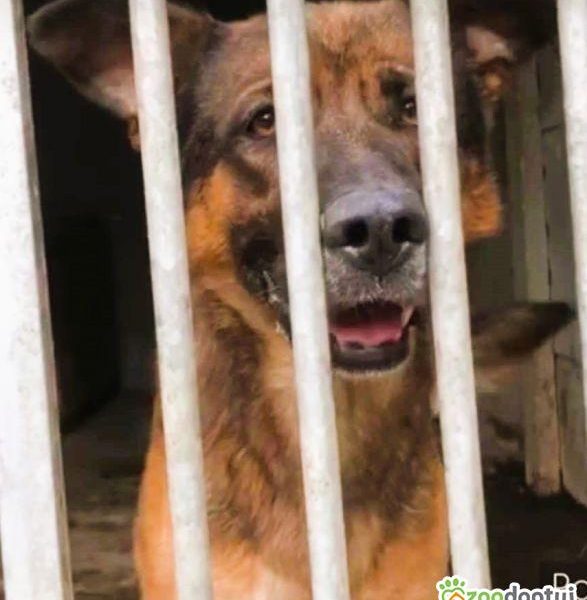 RASTI - cudowny owczarek porzucony za kratami, ADOPTUJ