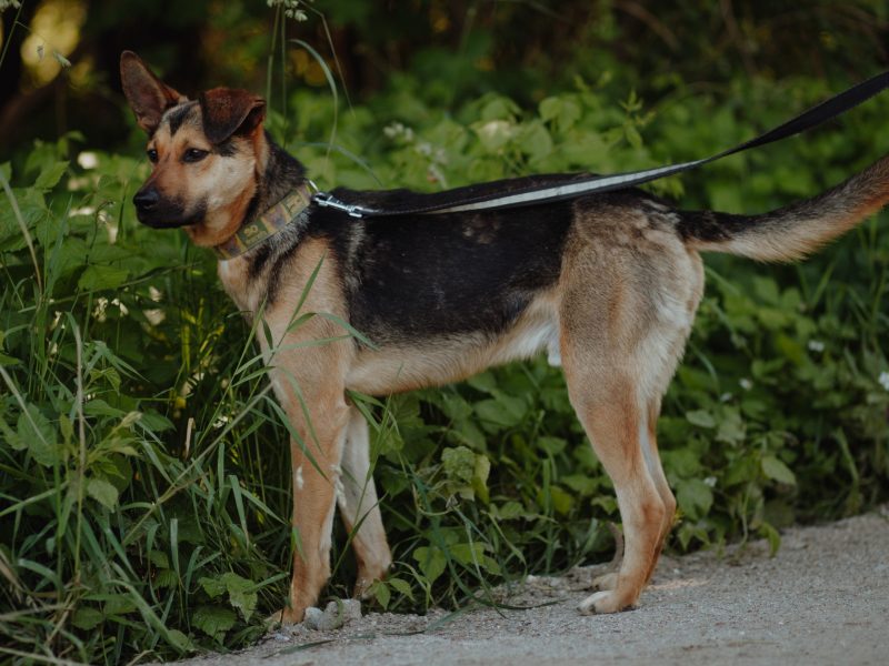 Fryc - młody, kochany psiak uratowany z łańcucha