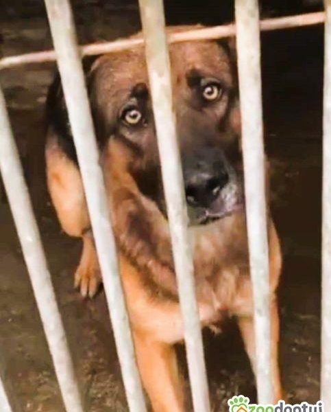 RASTI - cudowny owczarek porzucony za kratami, ADOPTUJ