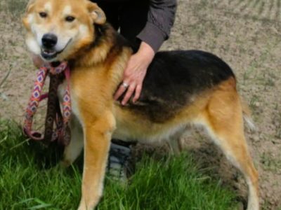 TAYLOR - kochany psiak za kratami schroniska, ADOPTUJ