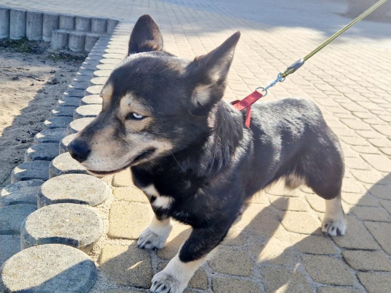 Minihusky, miastowy, wychowany CORGI mix