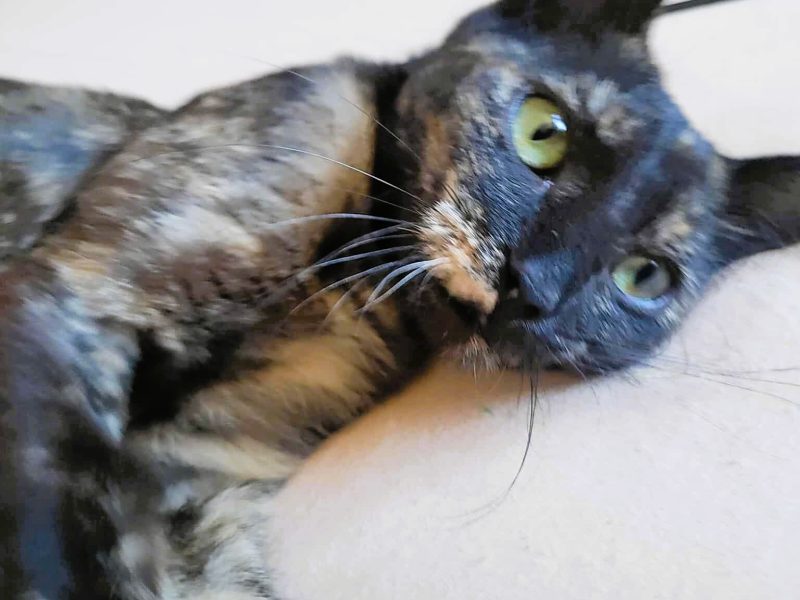 PLAMKA - piękna, szylkretowa koteczka do adopcji