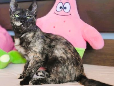 PLAMKA - piękna, szylkretowa koteczka do adopcji