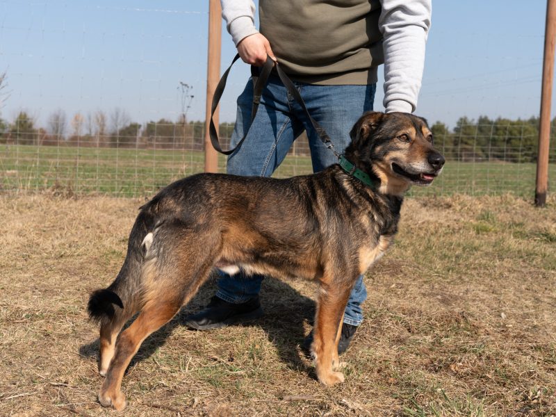 Borys - kochana psia przylepa szuka domu!