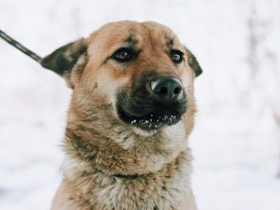 Doris - młoda, łagodna, niekonfliktowa sunia!