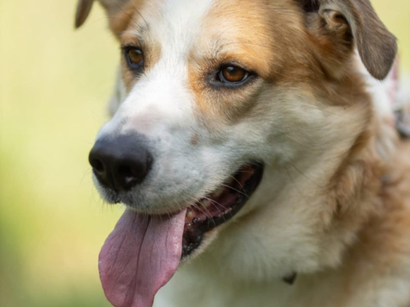 CEZAR - piękny, młody psiak za kratami, ADOPTUJ!