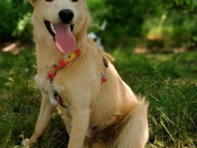 CZESIO - super, roczny psiak poleca się do adopcji