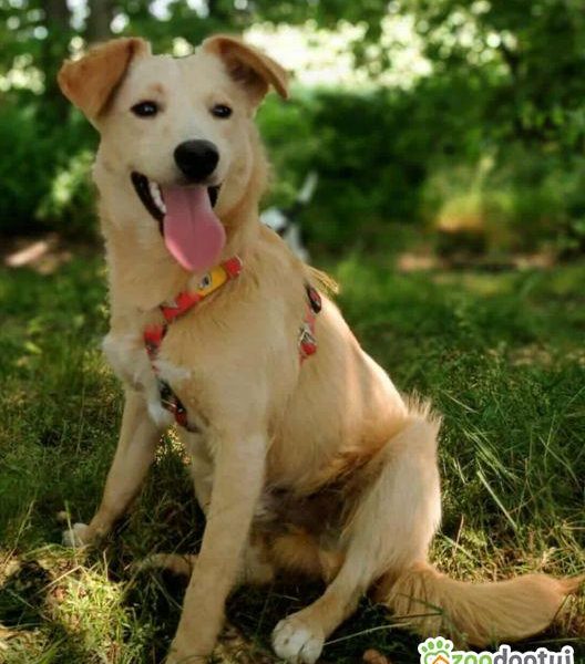 CZESIO - super, roczny psiak poleca się do adopcji