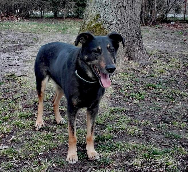 Kocha dzieci i aportowanie - 11 letni Pharell do adopcji!!