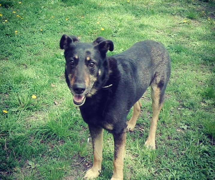 Kocha dzieci i aportowanie - 11 letni Pharell do adopcji!!